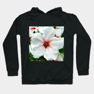 Photography - one sakura flower Hoodie